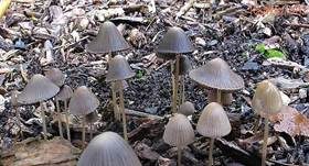 Wurzelnder Faserling, Foto 7