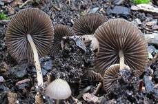 Wurzelnder Faserling, Foto 8