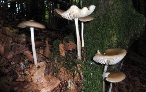 Wurzelnder Schleimrübling, Foto 3