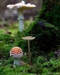 Wurzelnder Schleimrübling, Foto 13