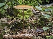 Wurzelnder Schleimrübling, Foto 22