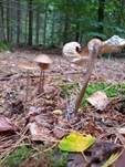Wurzelnder Schleimrübling, Foto 46
