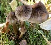 Wurzelnder Schleimrübling, Foto 49
