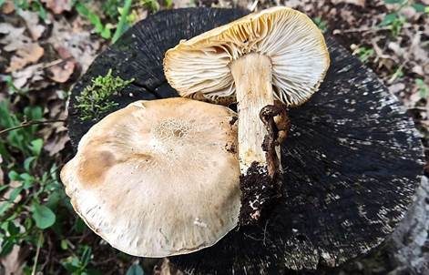 Wurzelnder Schönkopf, Foto 3