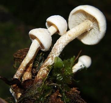 Wurzelnder Schwefelkopf, Foto 2