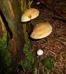 Wurzelnder Schwefelkopf, Foto 14
