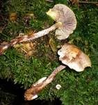 Wurzelnder Schwefelkopf, Foto 16