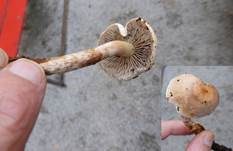 Wurzelnder Schwefelkopf, Foto 20