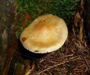 Wurzelnder Schwefelkopf, Foto 22