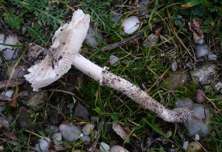 Wurzelstieliger Seidenschirmling, Foto 2
