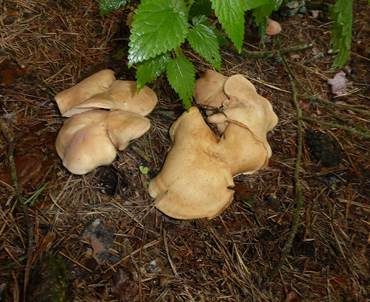 Würziger Tellerling, Foto 2