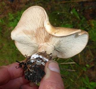 Würziger Tellerling, Foto 3