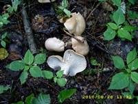 Würziger Tellerling, Foto 20