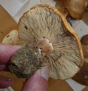 Würziger Tellerling, Foto 4