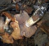 Würziger Tellerling, Foto 23
