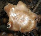 Würziger Tellerling, Foto 25