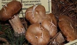 Würziger Tellerling, Foto 27