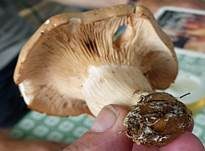 Würziger Tellerling, Foto 30