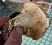 Würziger Tellerling, Foto 31
