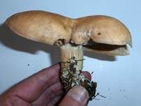 Würziger Tellerling, Foto 35