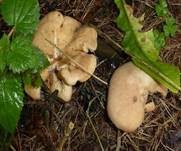 Würziger Tellerling, Foto 46