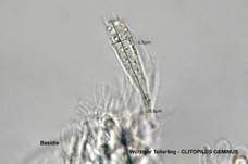 Würziger Tellerling, Foto 50