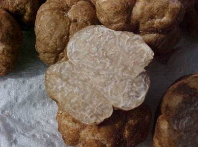 Wüstentrüffel, Foto 2