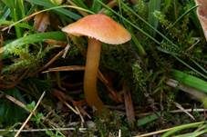 Zäher Saftling, Foto 7