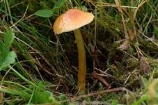 Zäher Saftling, Foto 8