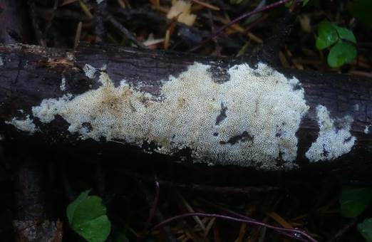 Zähnchenporiger Spaltporling, Foto 3
