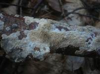 Zähnchenporiger Spaltporling, Foto 6