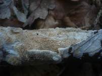 Zähnchenporiger Spaltporling, Foto 8