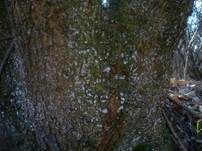 Zahnhaut, Foto 13