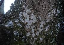 Zahnhaut, Foto 6