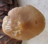 Zapfenhelmling, Foto 12