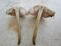 Zapfenhelmling, Foto 29