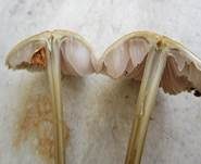 Zapfenhelmling, Foto 9