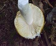 Brauner Ledertäubling, Foto 13