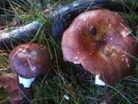 Brauner Ledertäubling, Foto 15