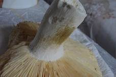 Brauner Ledertäubling, Foto 25