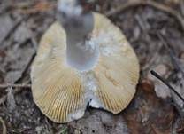 Brauner Ledertäubling, Foto 34
