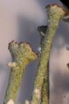 Zarte Strauchflechte, Foto 7