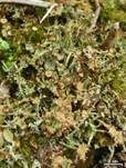 Zarte Strauchflechte, Foto 11
