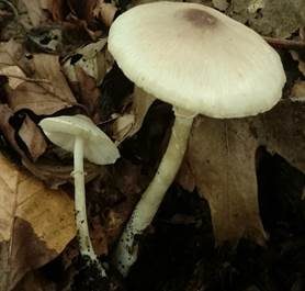 Zarter Egerlingsschirmling, Foto 2