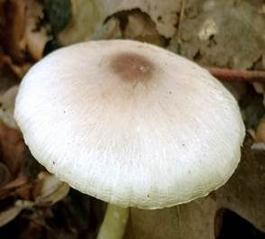 Zarter Egerlingsschirmling, Foto 4