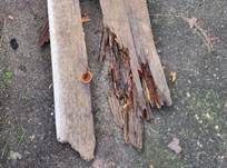 Zaunblättling, Foto 65