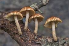 Zaunsägeblättling, Foto 6