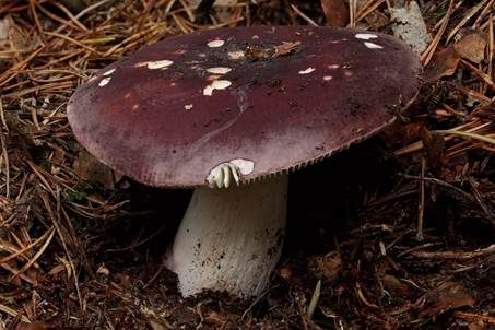 Zedernholztäubling, Foto 2