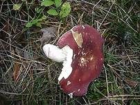Zedernholztäubling, Foto 14