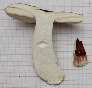 Zedernholztäubling, Foto 5